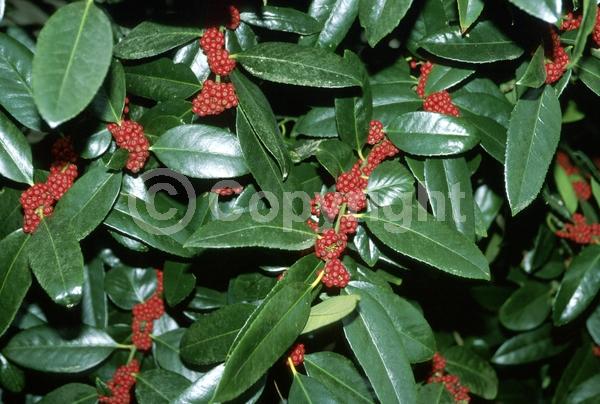 Yellow blooms; Evergreen; Broadleaf