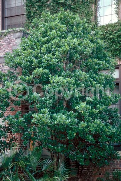 Yellow blooms; Evergreen; Broadleaf