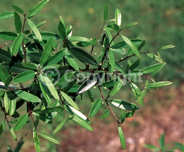White blooms; Evergreen; North American Native