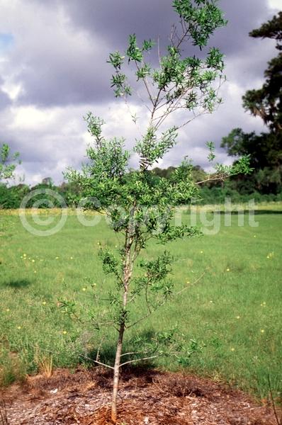 White blooms; Evergreen; North American Native