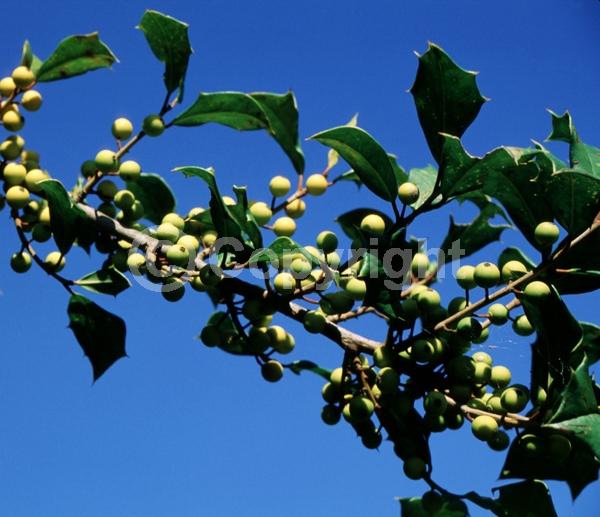 White blooms; Green blooms; Evergreen; North American Native