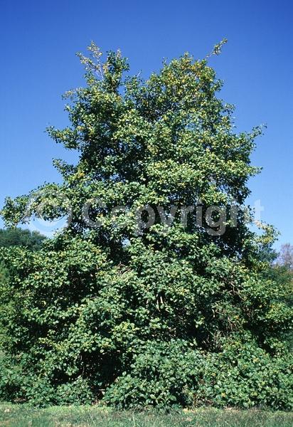 White blooms; Green blooms; Evergreen; North American Native
