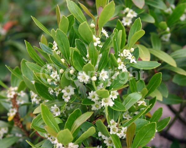 White blooms; Green blooms; Evergreen; North American Native