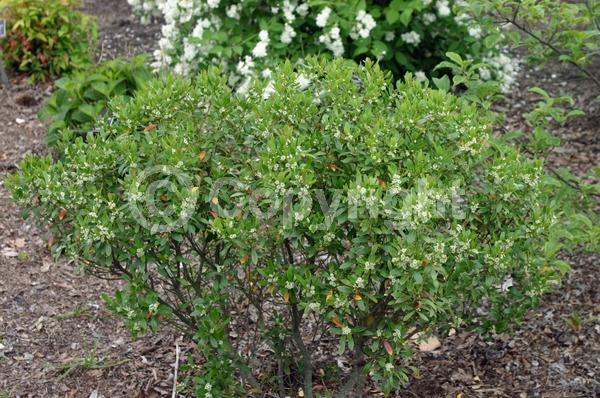 White blooms; Green blooms; Evergreen; North American Native