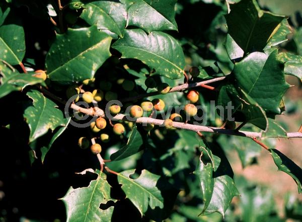 White blooms; Green blooms; Evergreen; North American Native