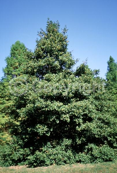 White blooms; Green blooms; Evergreen; North American Native