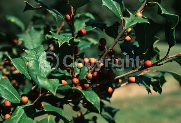 White blooms; Green blooms; Evergreen; North American Native
