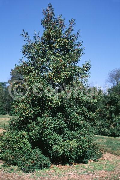 White blooms; Green blooms; Evergreen; North American Native