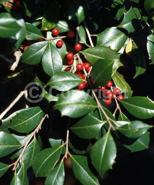 White blooms; Green blooms; Evergreen; Broadleaf; North American Native
