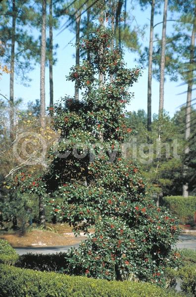 White blooms; Green blooms; Evergreen; Broadleaf; North American Native