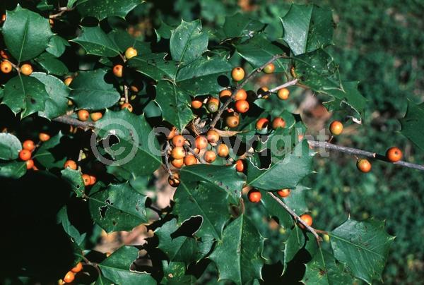 White blooms; Green blooms; Evergreen; North American Native