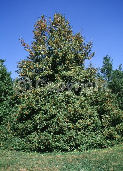 White blooms; Green blooms; Evergreen; North American Native