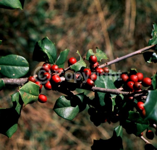 White blooms; Green blooms; Evergreen; North American Native