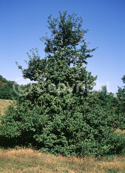 White blooms; Green blooms; Evergreen; North American Native
