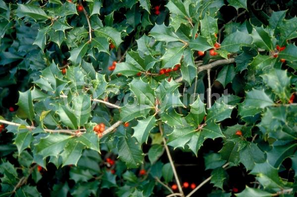 White blooms; Green blooms; Evergreen; Broadleaf; North American Native