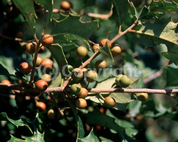 White blooms; Green blooms; Evergreen; North American Native