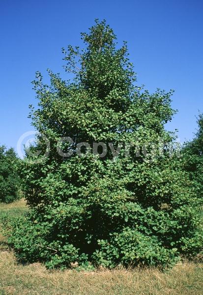 White blooms; Green blooms; Evergreen; North American Native