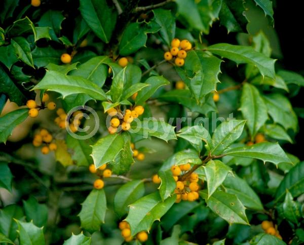 White blooms; Green blooms; Evergreen; Broadleaf; North American Native