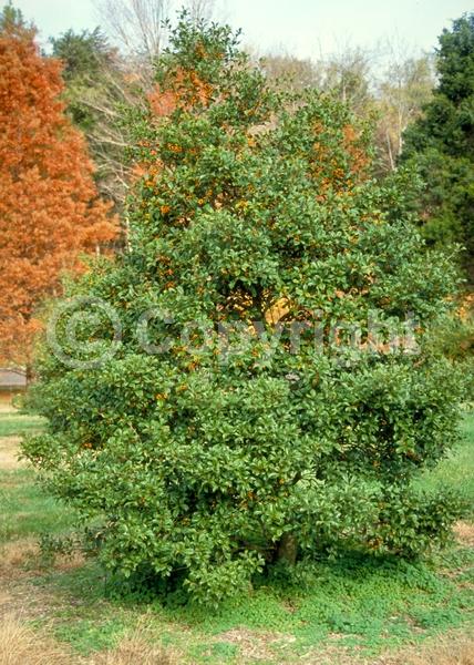 White blooms; Green blooms; Evergreen; Broadleaf; North American Native