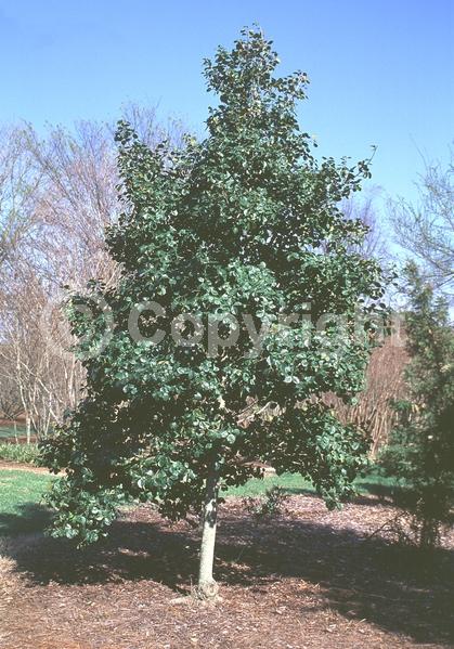White blooms; Green blooms; Evergreen; North American Native