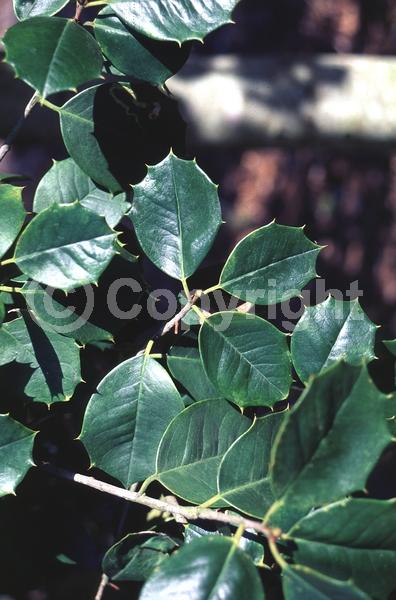 White blooms; Green blooms; Evergreen; North American Native