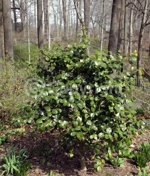 White blooms; Green blooms; Evergreen; North American Native
