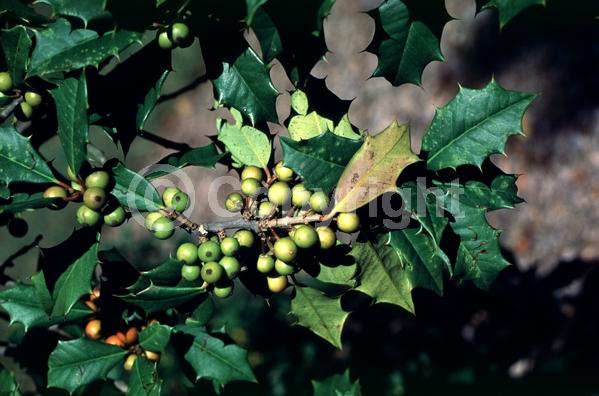 White blooms; Green blooms; Evergreen; North American Native