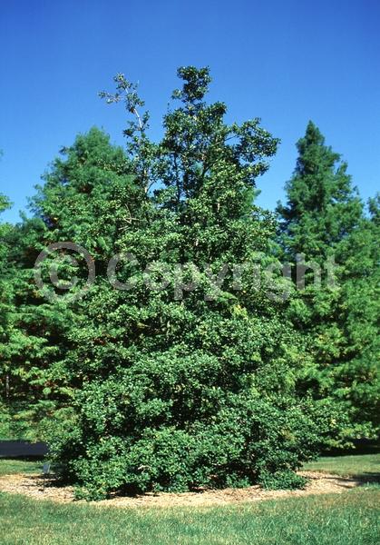 White blooms; Green blooms; Evergreen; North American Native