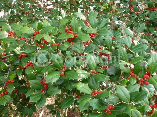 White blooms; Green blooms; Evergreen; North American Native