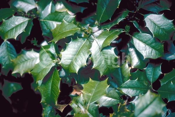 White blooms; Green blooms; Evergreen; North American Native