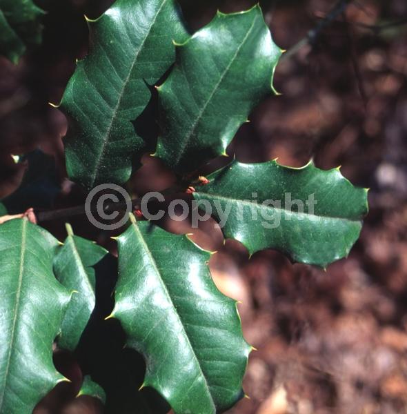 White blooms; Green blooms; Evergreen; North American Native