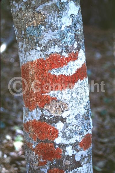 White blooms; Green blooms; Evergreen; North American Native
