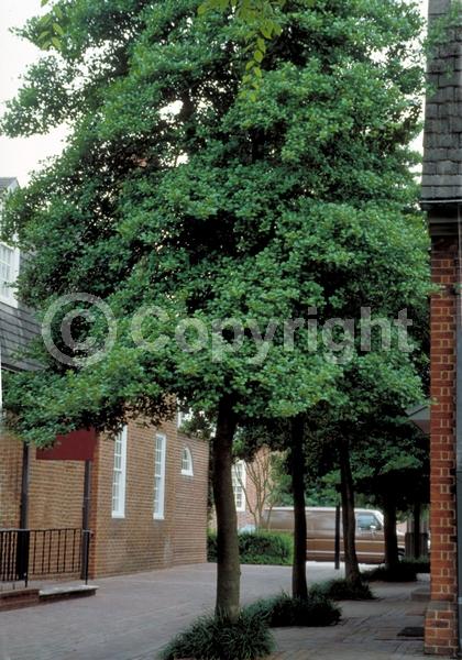 White blooms; Green blooms; Evergreen; North American Native