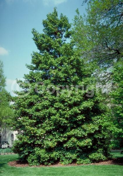 White blooms; Green blooms; Evergreen; North American Native