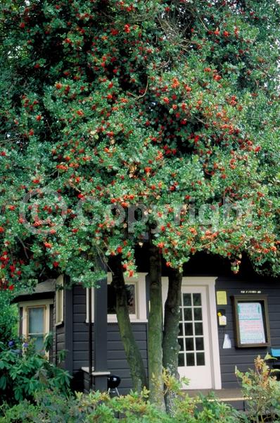 White blooms; Green blooms; Evergreen; North American Native