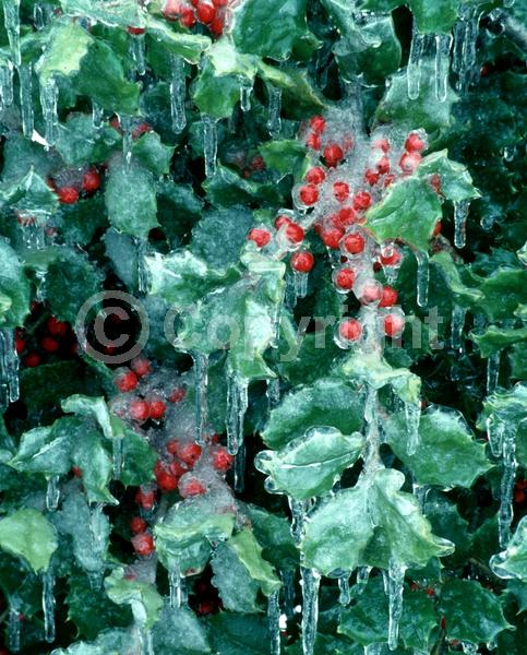 White blooms; Green blooms; Evergreen; North American Native