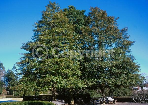 White blooms; Green blooms; Evergreen; North American Native