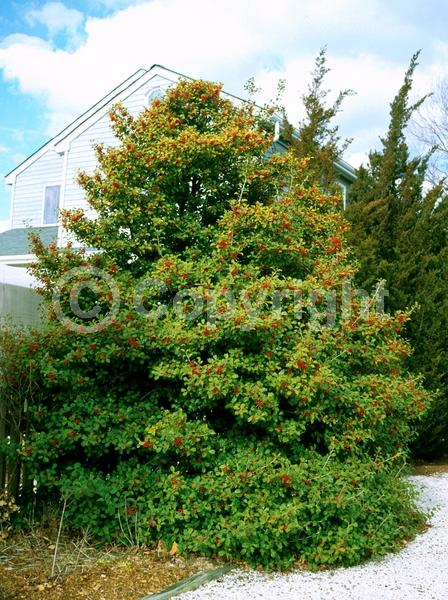 White blooms; Green blooms; Evergreen; North American Native