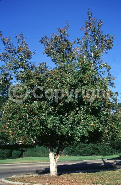 White blooms; Green blooms; Evergreen; North American Native