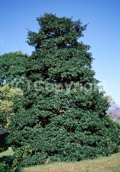 White blooms; Green blooms; Evergreen; North American Native