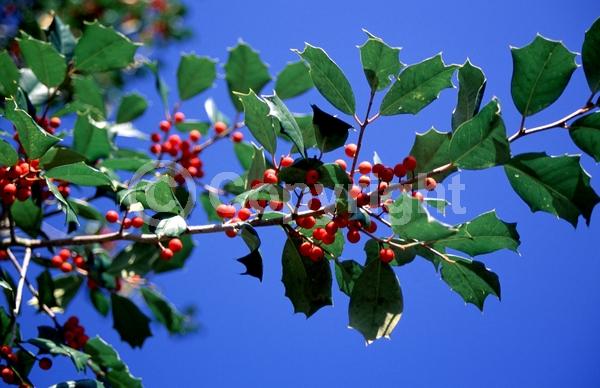 White blooms; Green blooms; Evergreen; North American Native
