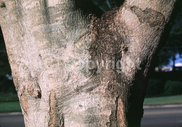 White blooms; Green blooms; Evergreen; North American Native