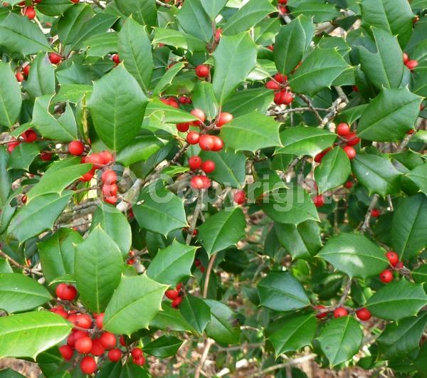 White blooms; Green blooms; Evergreen; North American Native