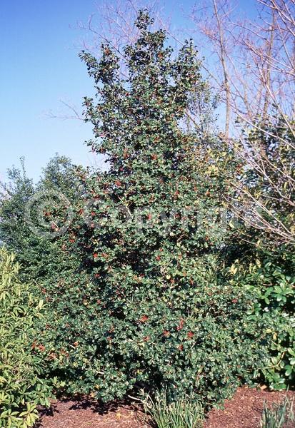 White blooms; Green blooms; Evergreen; North American Native