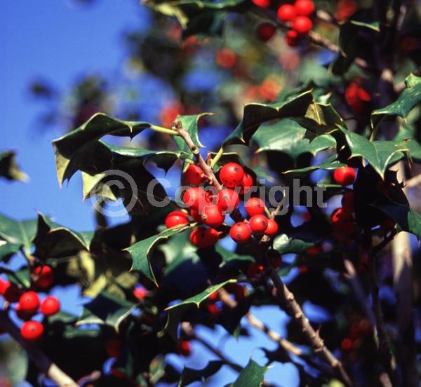 White blooms; Green blooms; Evergreen; North American Native