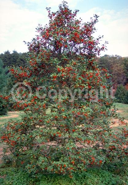 White blooms; Green blooms; Evergreen; Broadleaf; North American Native