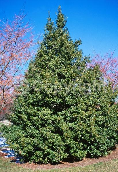 White blooms; Green blooms; Evergreen; North American Native