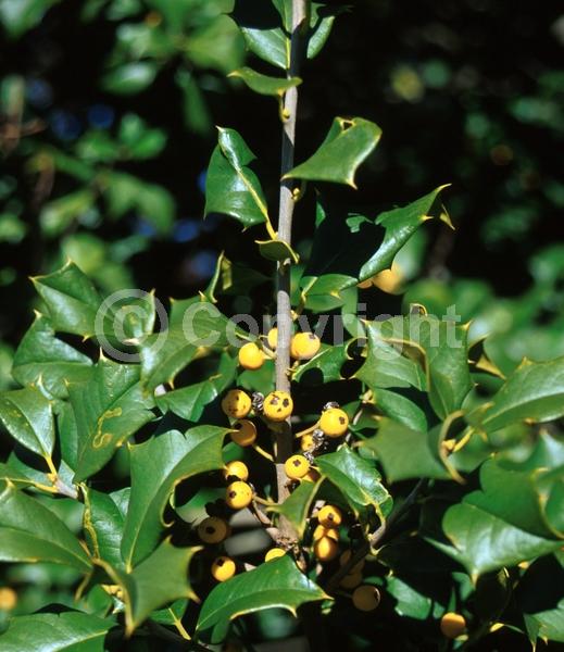 White blooms; Green blooms; Evergreen; North American Native