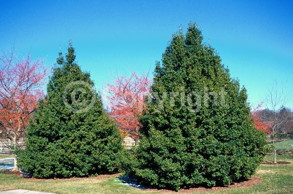 White blooms; Green blooms; Evergreen; North American Native