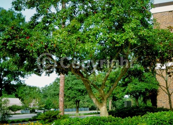 Yellow blooms; Evergreen; Needles or needle-like leaf